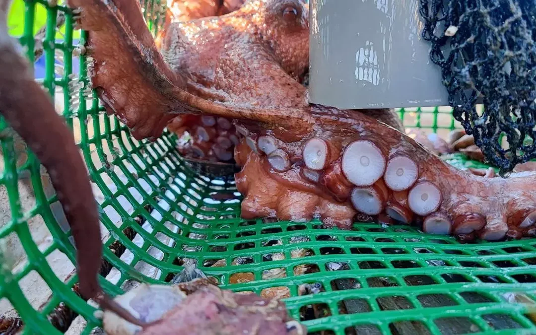 Pêche au poulpe au casier : la technique ancienne qui garantit une prise abondante